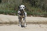 DALMATIEN 276